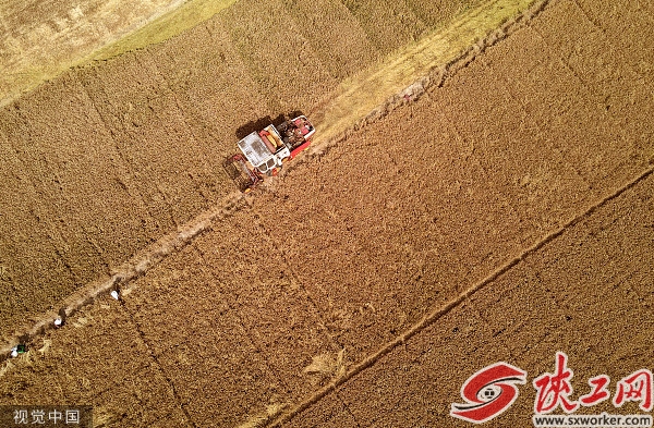芒种时节，工作人员驾驶联合收割机在河北的麦田里收割小麦。视觉中国 图