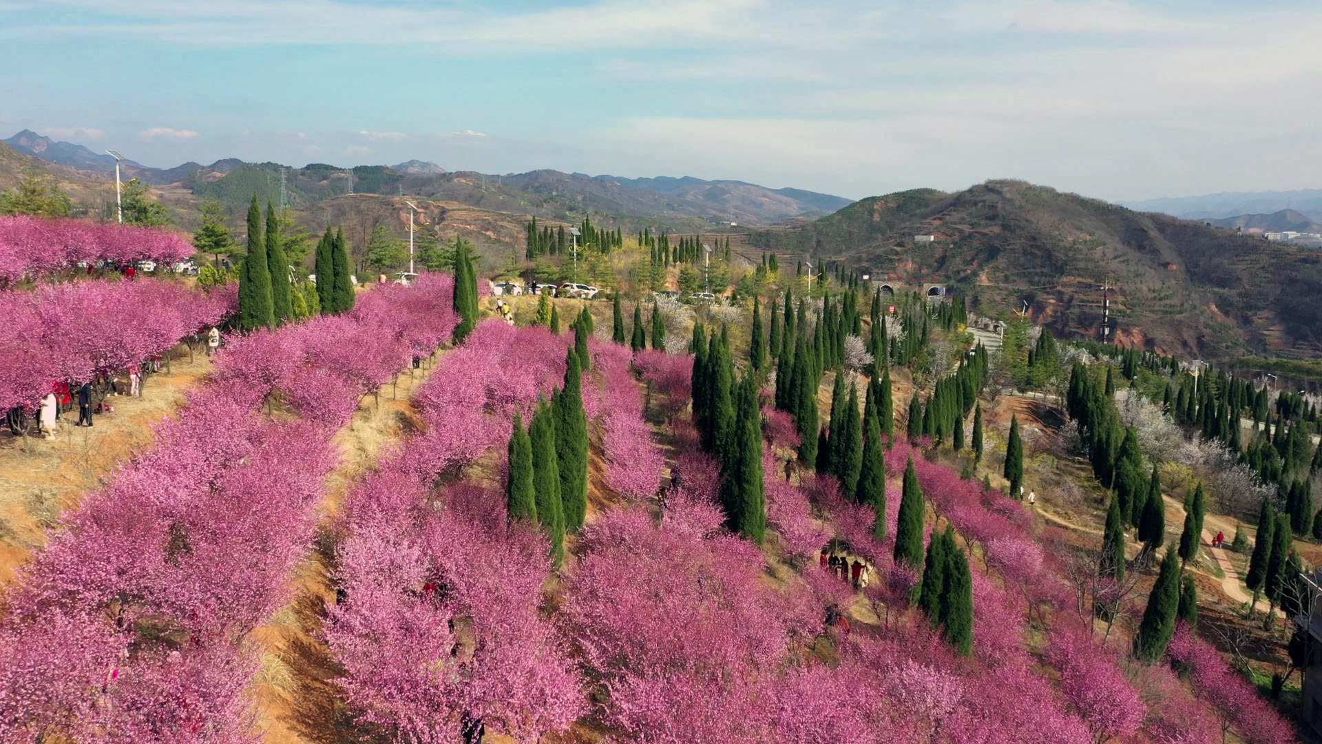 盛开的红梅花林形成一片粉色花海